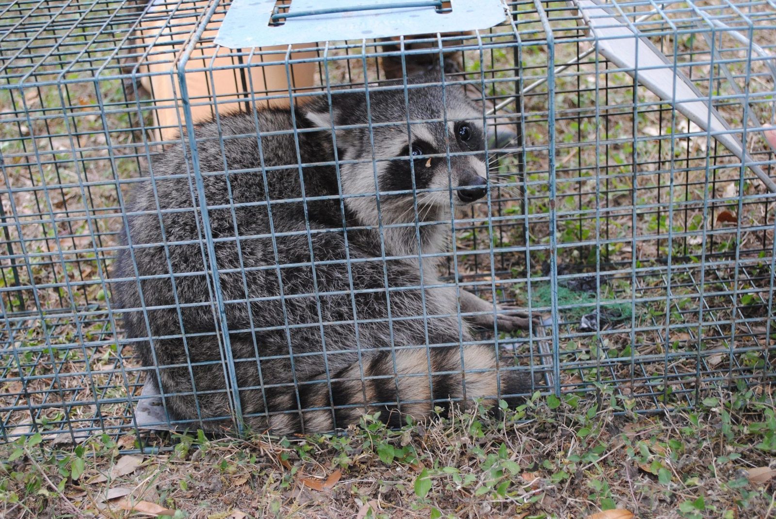 A raccoon in a humane live trap, waiting to be relocated