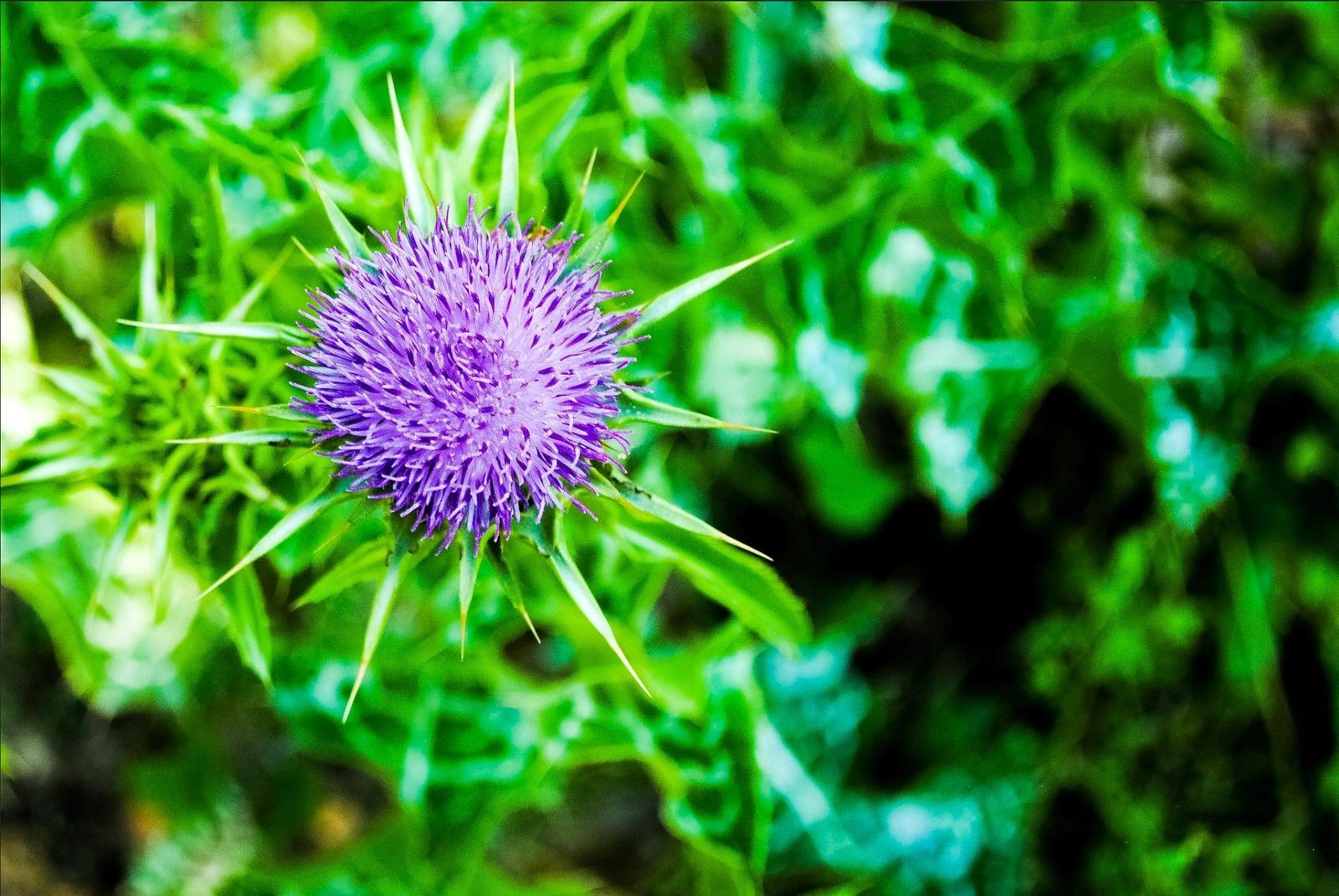 A purple thistle bloom, one of the wildflowers North Texas honeybees forage on